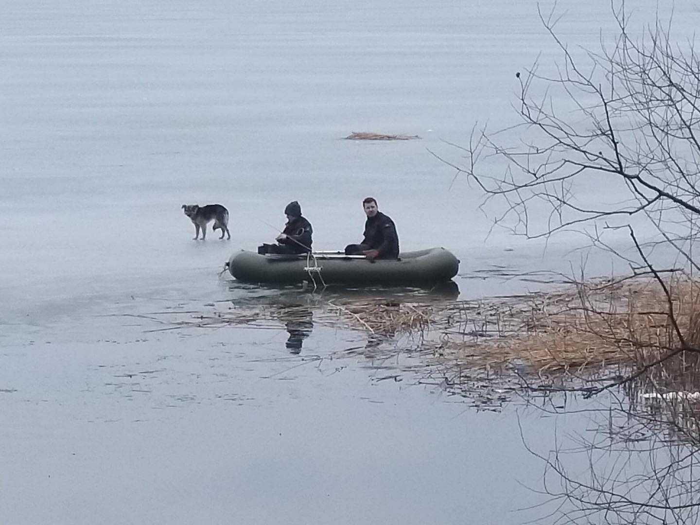 В Харьковской области собака провела неделю на речной льдине