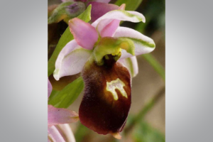 В Окаменелом лесу Лесбоса расцвели дикие орхидеи