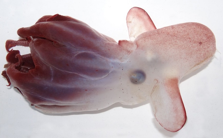 В Тихом океане открыли неизвестный вид «ушастого» осьминога.Вокруг Света. Украина