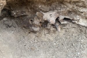 Строители бассейна в Лас-Вегасе откопали окаменелости ледникового периода
