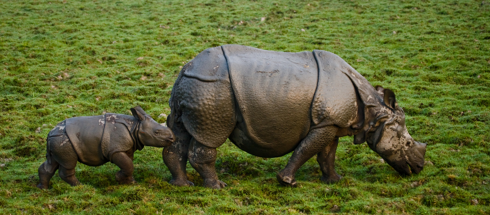 В Непале выросла популяция носорогов