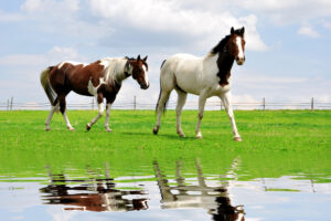 Лошади узнают себя в зеркале