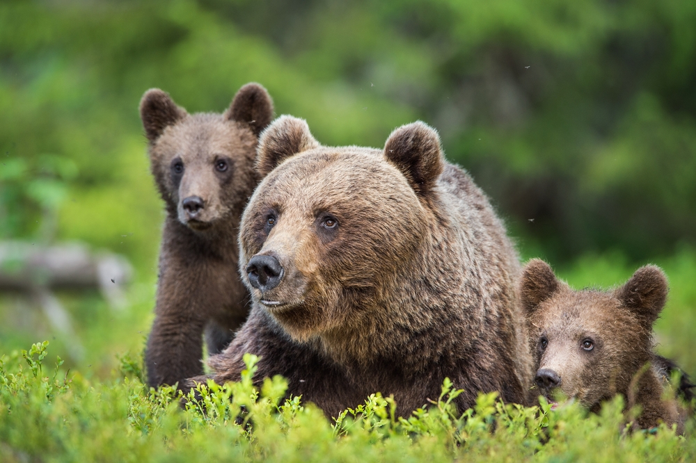 В Пиренеях родилось рекордное количество бурых медведей. Овцеводы в шоке.Вокруг Света. Украина