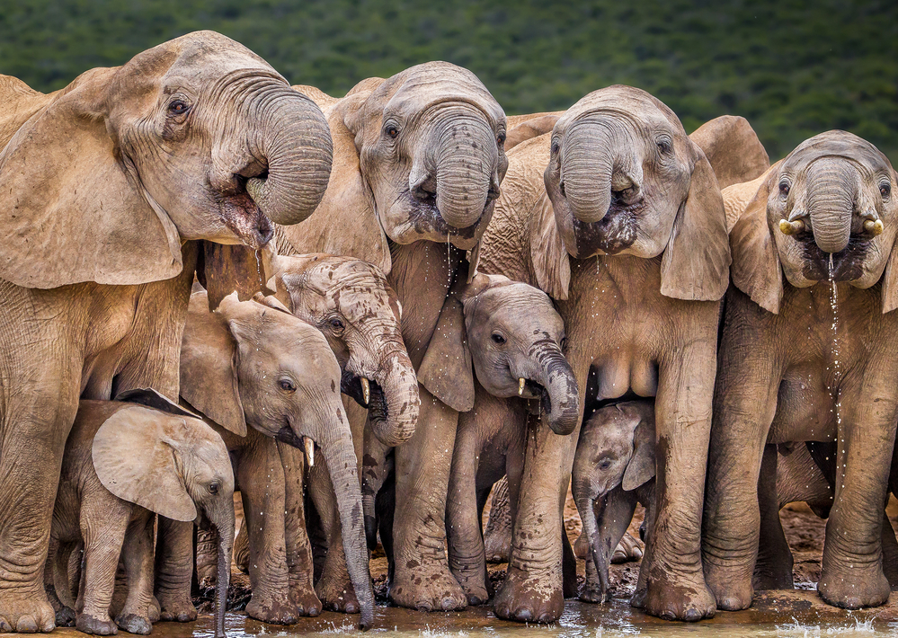 В Африке стадо слонов растоптало браконьера.Вокруг Света. Украина