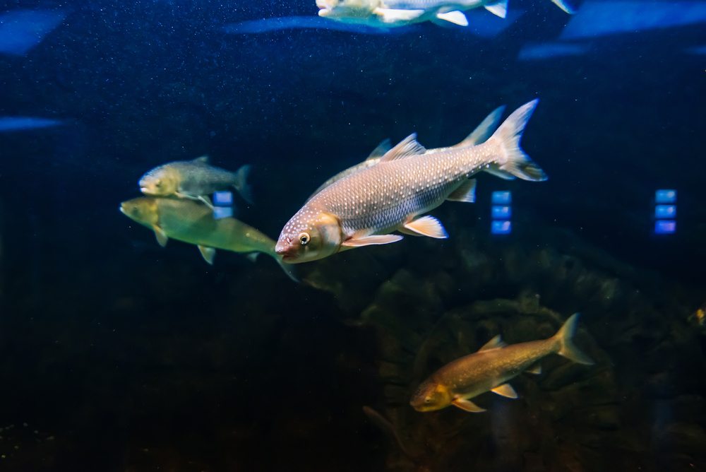 На Буковине браконьеры поймали более 150 краснокнижных рыб