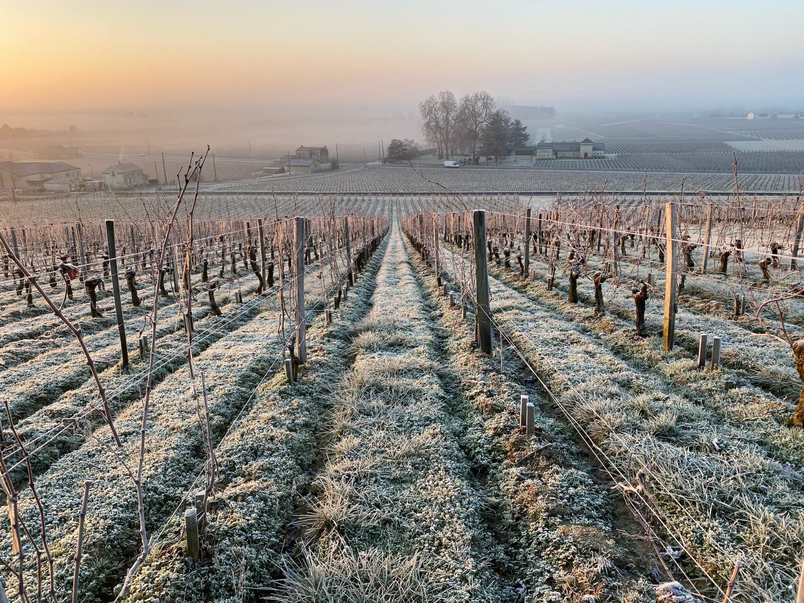 Жара в марте, мороз в апреле: климатический кризис ударил по виноделам Франции