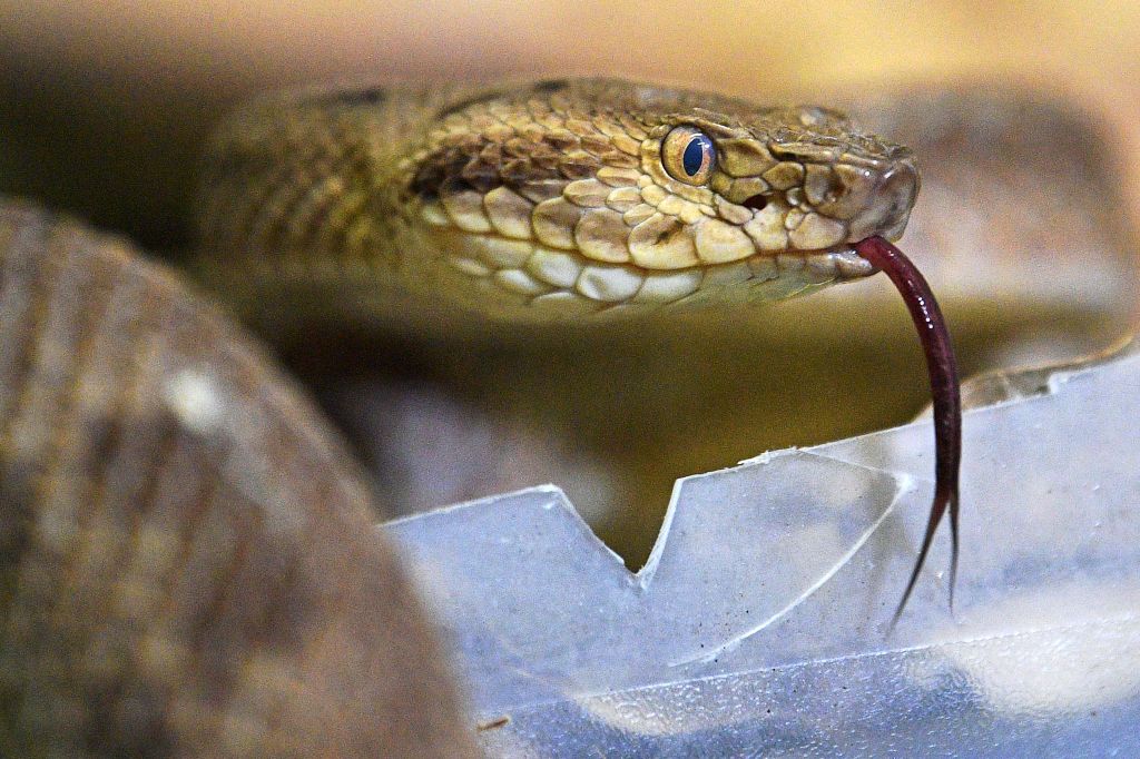 Люди могли бы быть ядовитыми, как змеи: специальные гены у нас для этого есть