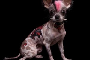 В Рио-де-Жанейро запретили делать животным тату и пирсинг