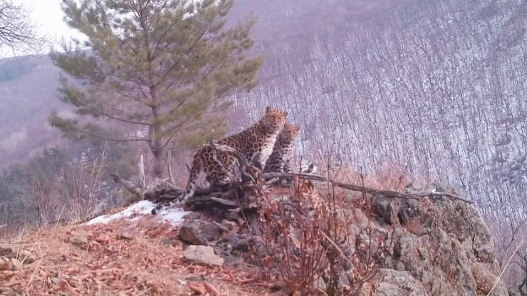 В видеоловушку попала семья редчайшего в мире леопарда