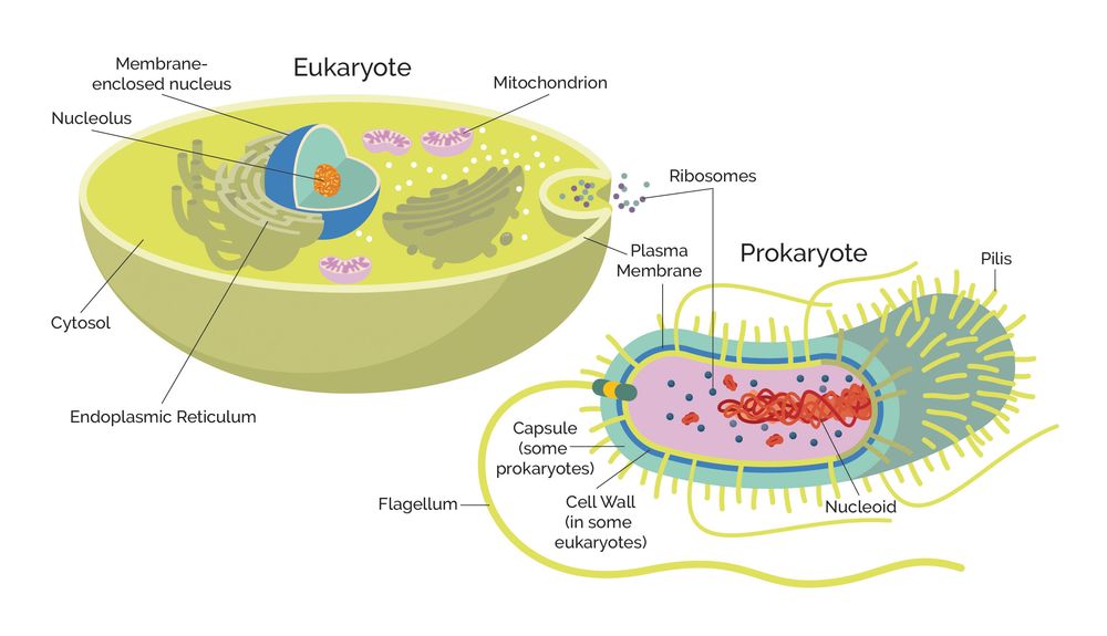 Прокариоты и эукариоты: что это такое и в чем между ними разница
