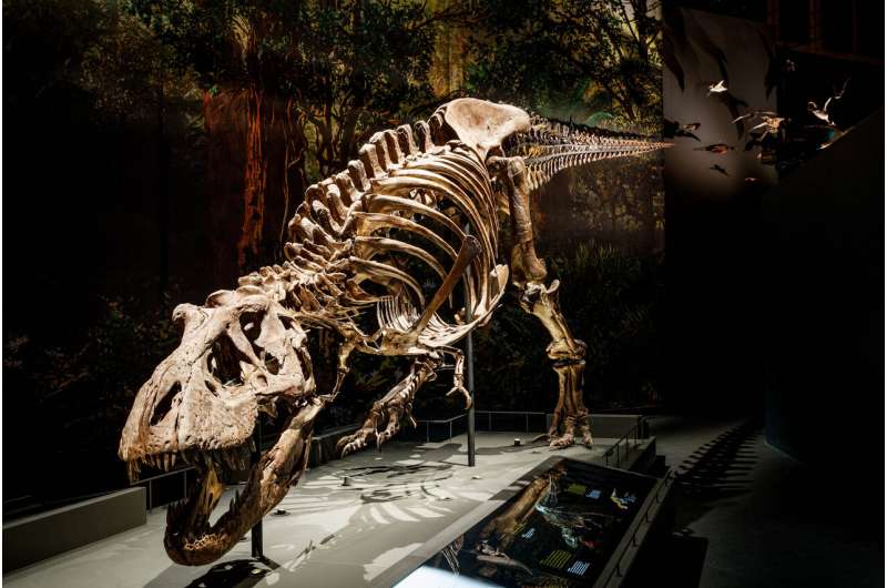 Палеонтологи смоделировали походку тираннозавра.Вокруг Света. Украина