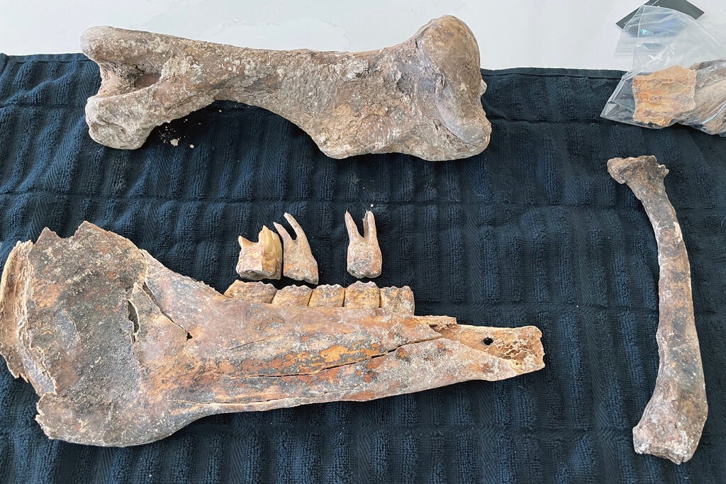 В Лас-Вегасе на дне бассейна нашли кости лошади из ледникового периода.Вокруг Света. Украина