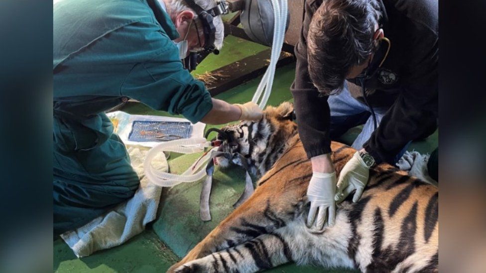 Тигру впервые в истории провели операцию на роговице глаза.Вокруг Света. Украина
