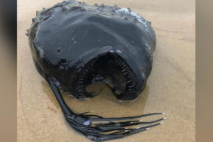 В Калифорнии на пляж выбросило морского черта с удочкой на голове