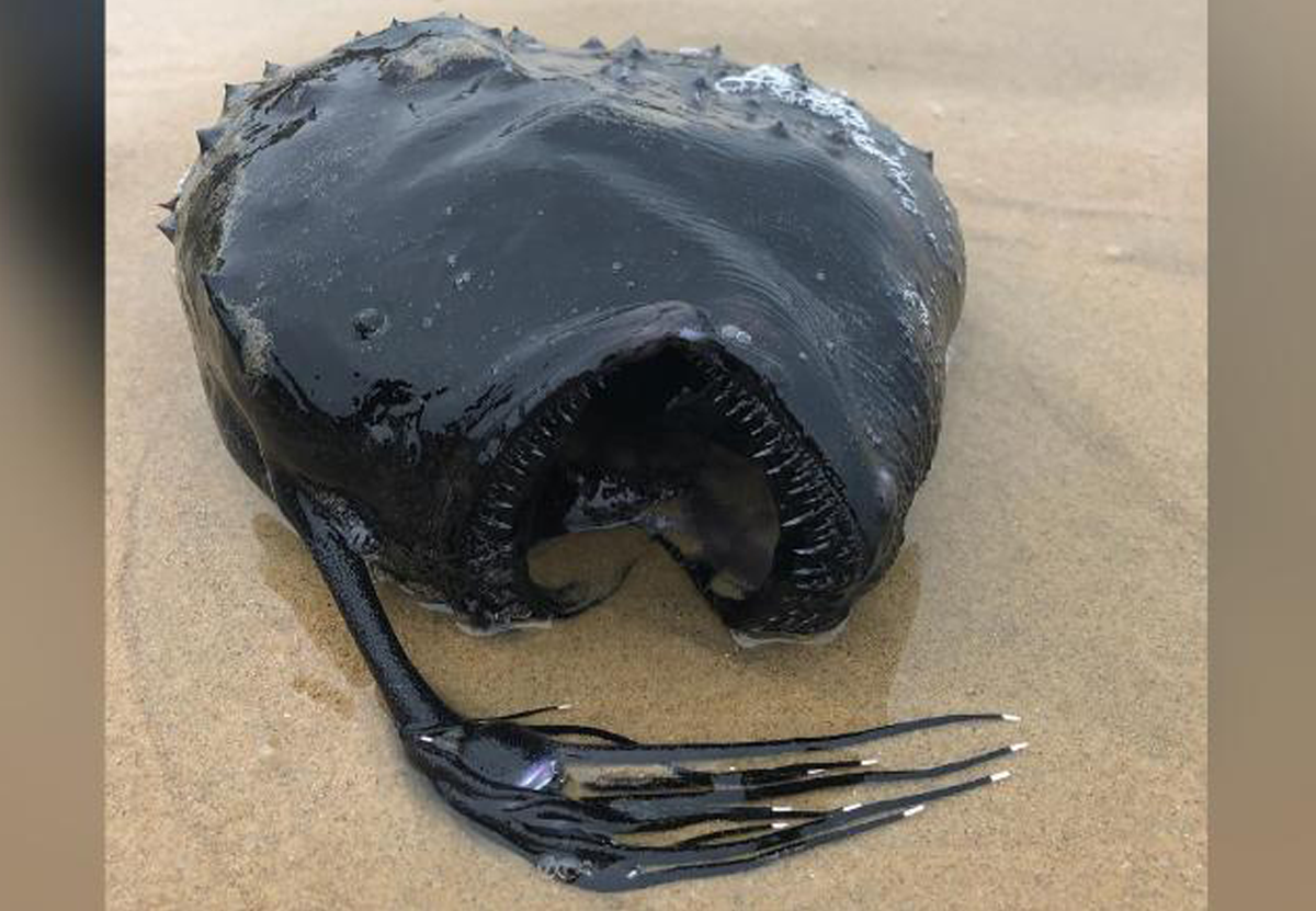 В Калифорнии на пляж выбросило морского черта с удочкой на голове.Вокруг Света. Украина