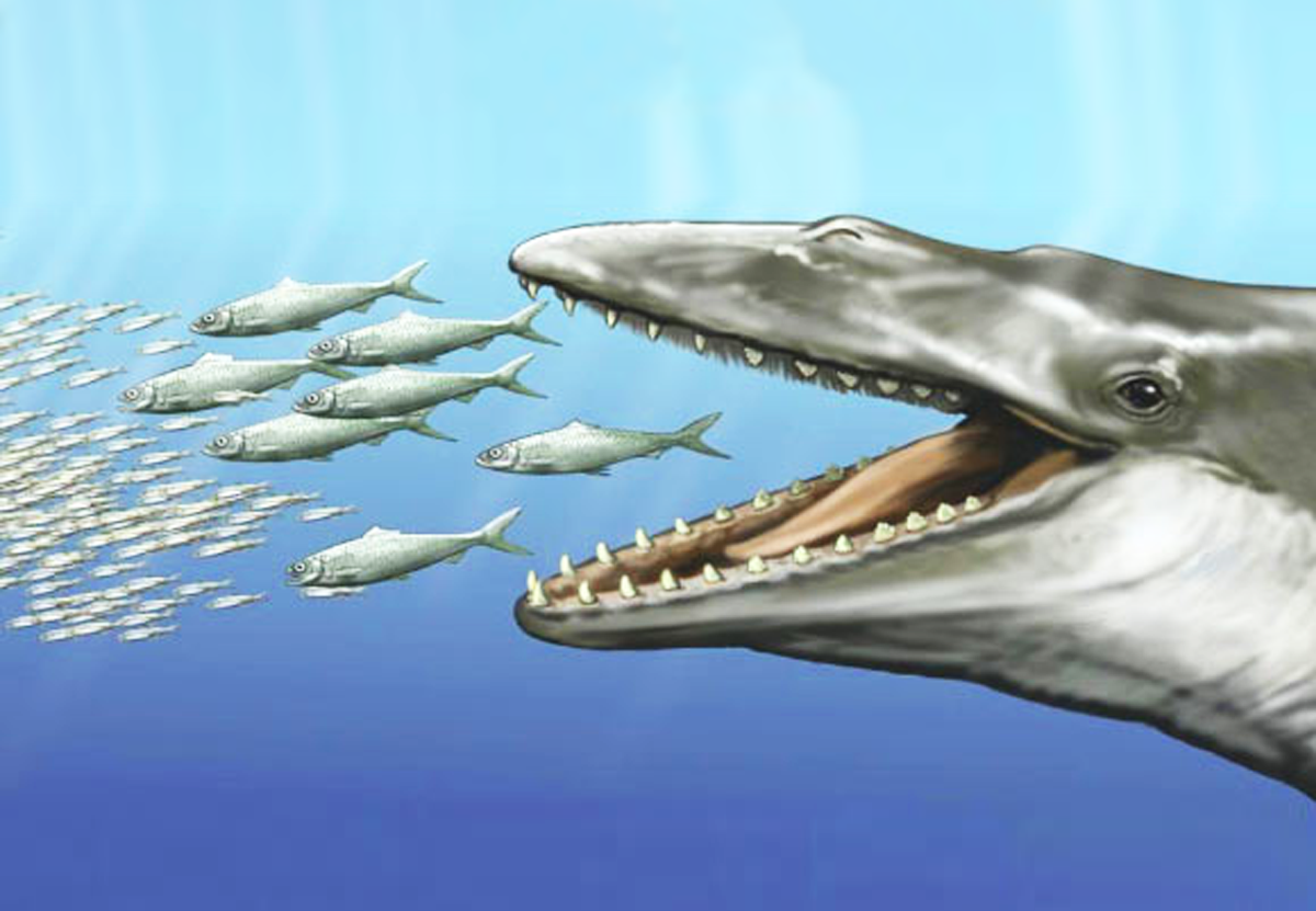 Древние предки китов обладали и зубами, и китовым усом
