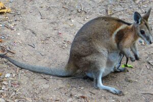 Как в Австралии спасли карликовых кенгуру, которые считались вымершими