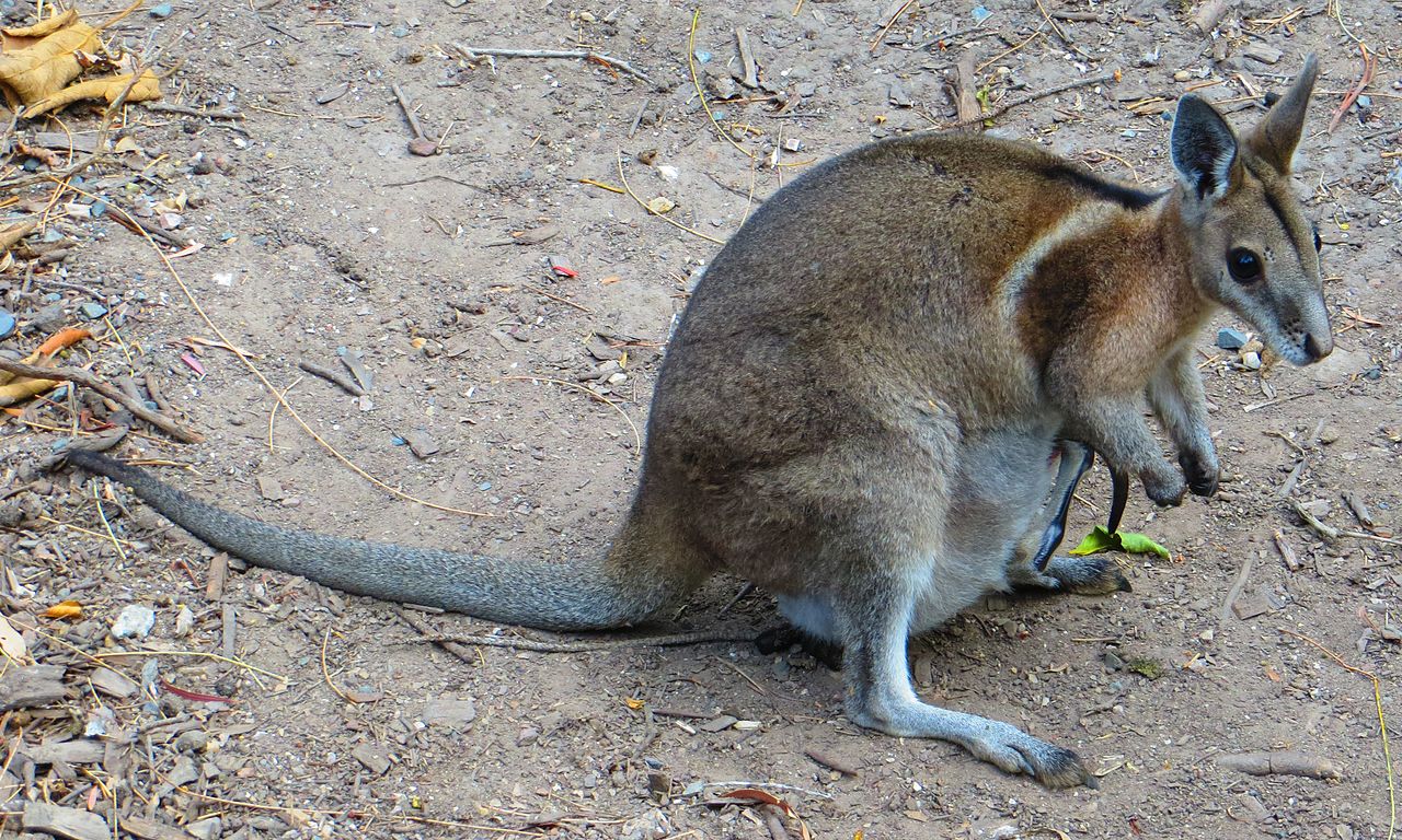 Как в Австралии спасли карликовых кенгуру, которые считались вымершими