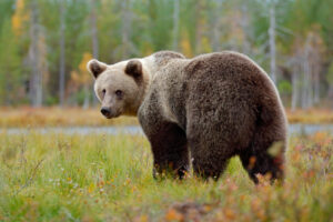 Принца Лихтенштейна обвинили в убийстве крупнейшего медведя в ЕС