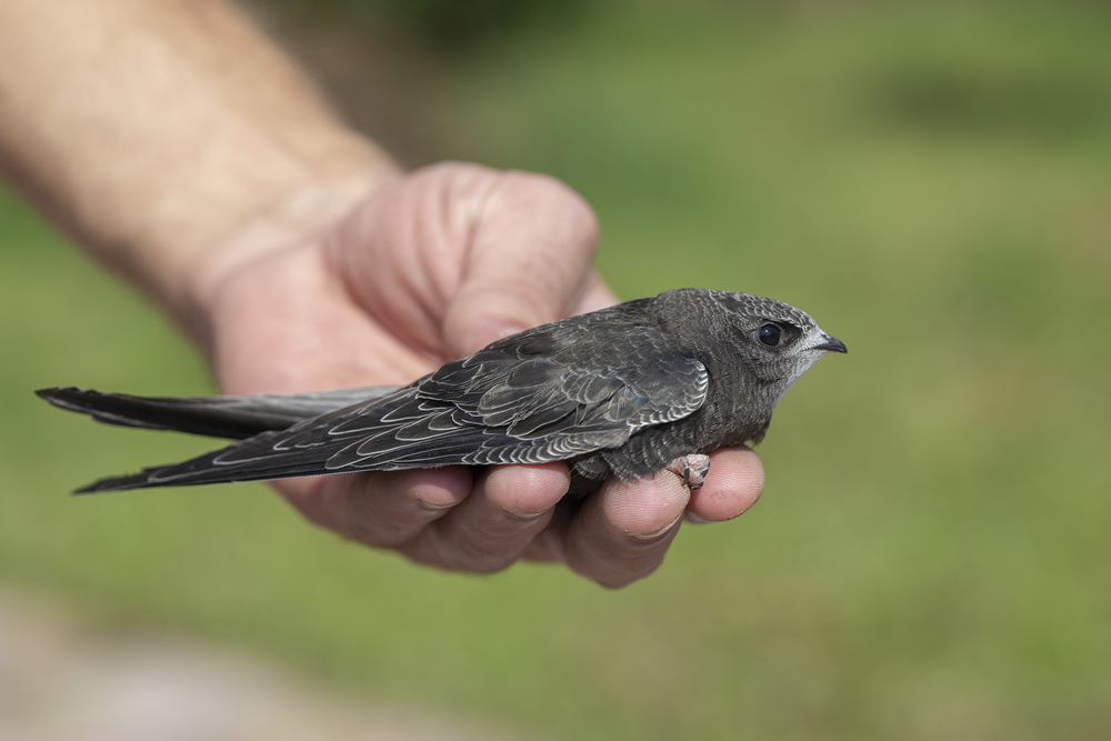 Орнитологи зафиксировали новый рекорд скорости у птиц.Вокруг Света. Украина