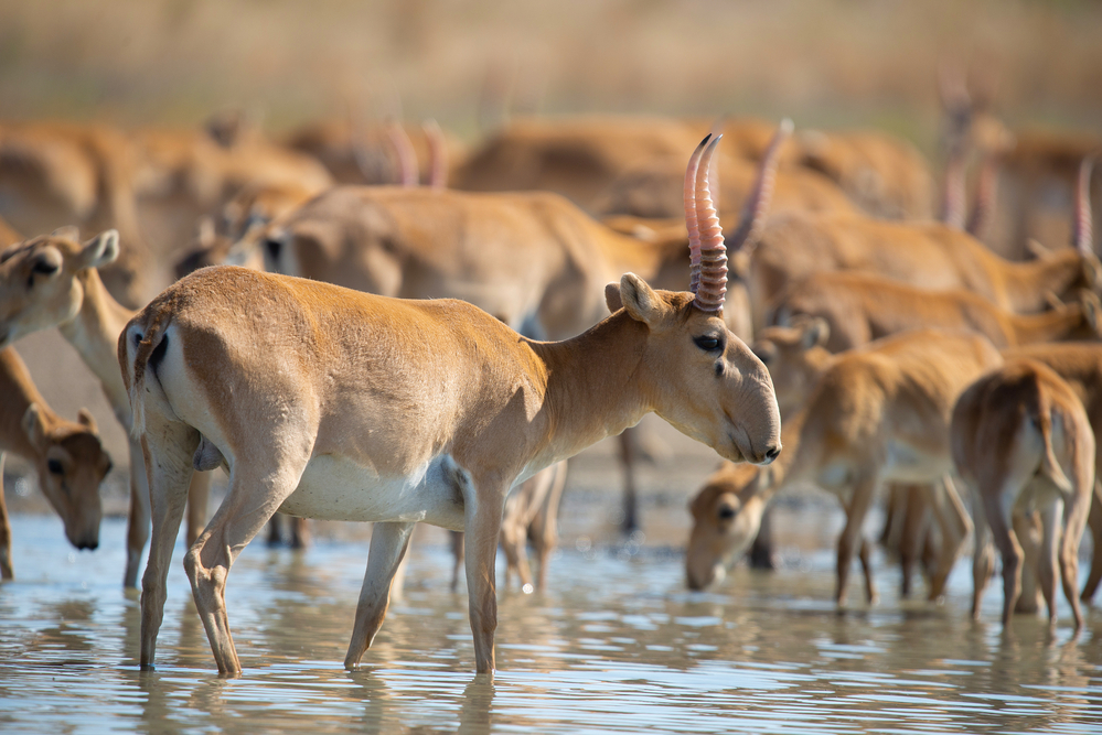 В Казахстане молния убила сотни редких антилоп