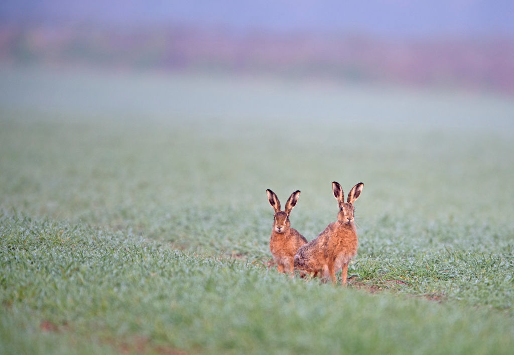 Чем отличаются кролики от зайцев? Если коротко, то всем