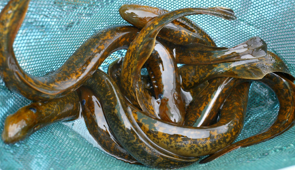 Создано средство от зависимости и тревоги на основе белка древней рыбы