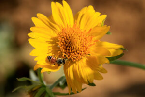 В Нидерландах пчел научили определять COVID-19 по запаху