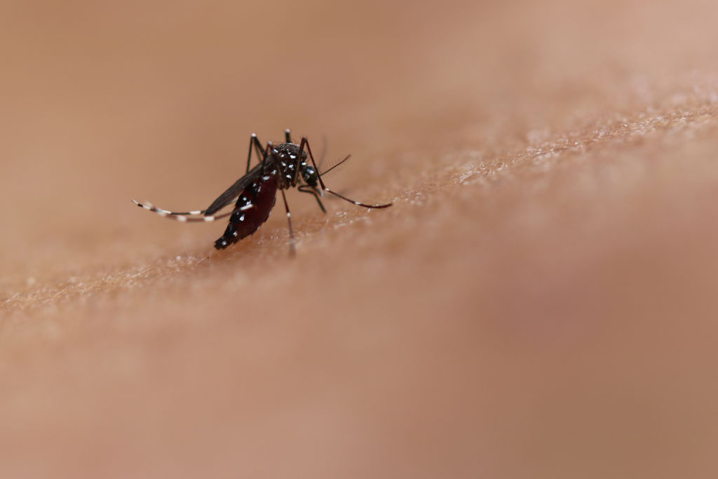 Во Флориде для борьбы с лихорадкой выпустили генетически модифицированных комаров