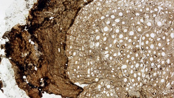 Найдена окаменелость лианы неизвестного вида возрастом 18,5 млн лет