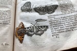 400-летняя бабочка прекрасно сохранилась между страницами книги в библиотеке Тринити-колледжа