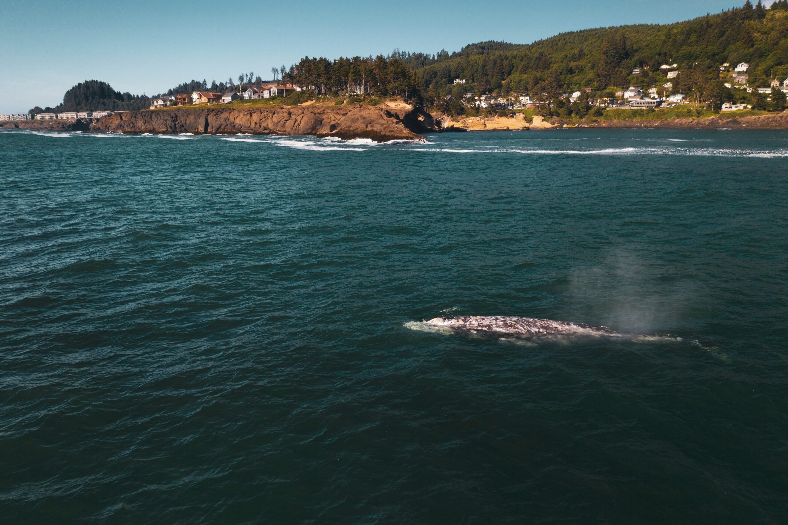 В Калифорнии к берегу прибило уже двенадцатого мертвого кита. Из-за чего они гибнут?.Вокруг Света. Украина