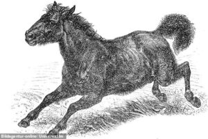 Анализ ДНК показал, что дикие лошади пришли в Евразию из Америки, а обратно попали уже под седлом