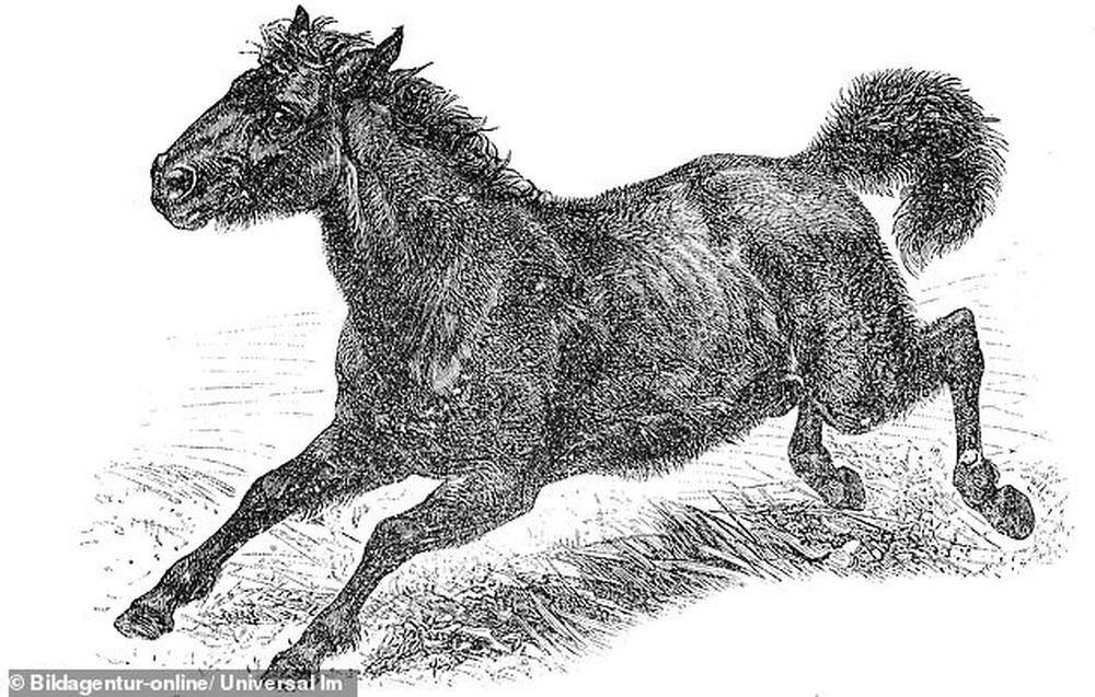 Анализ ДНК показал, что дикие лошади пришли в Евразию из Америки, а обратно попали уже под седлом