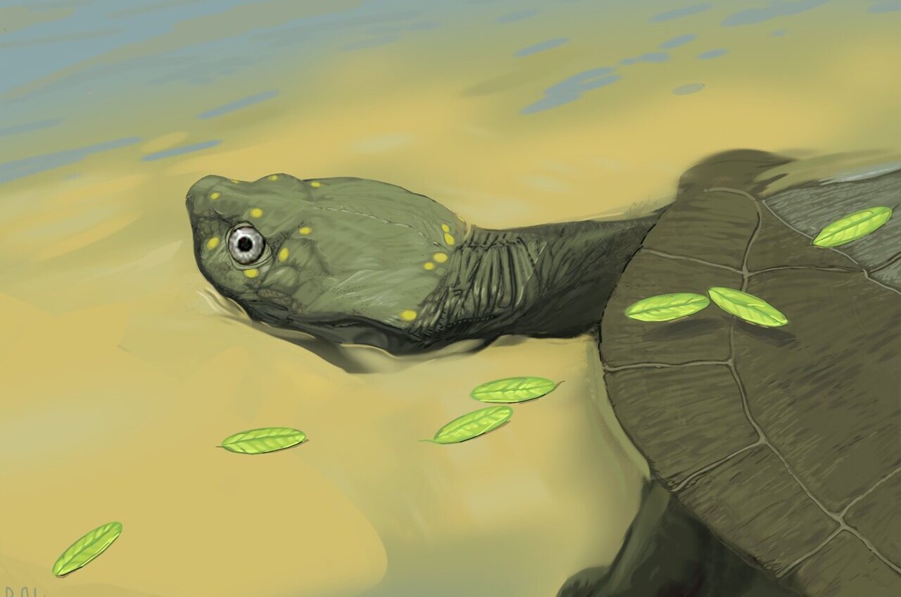 В США открыли новый вид древнейшей бокошейной черепахи: ей 96 млн лет