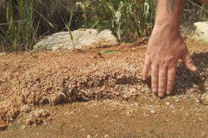 В Одесской области погибли миллионы креветок