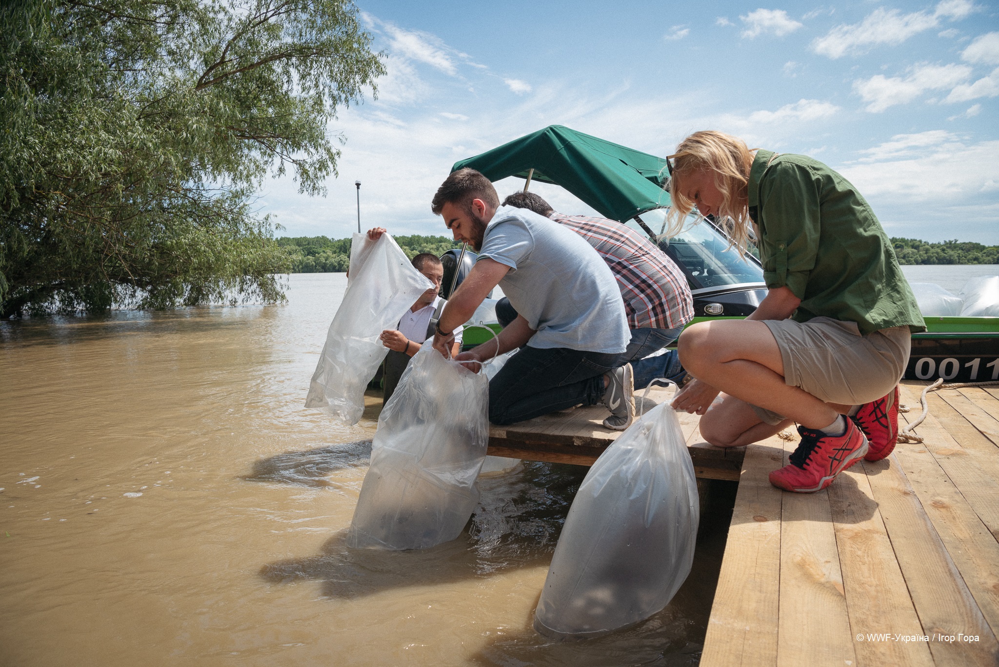 В Дунай выпустили 10 тысяч мальков стерляди, чтобы восстановить популяцию.Вокруг Света. Украина