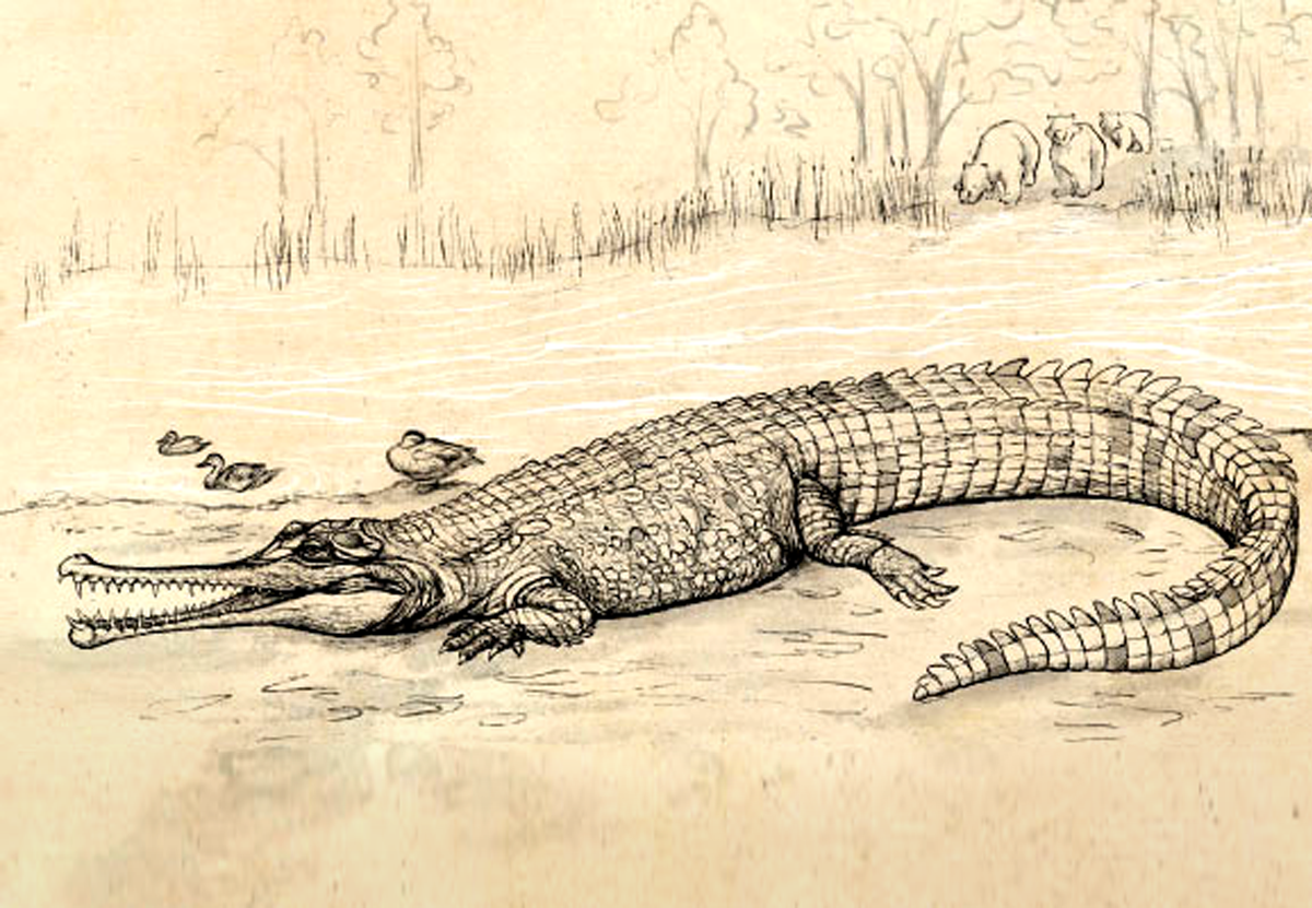 Самый крупный крокодил Австралии обитал на Земле 5 млн лет назад.Вокруг Света. Украина