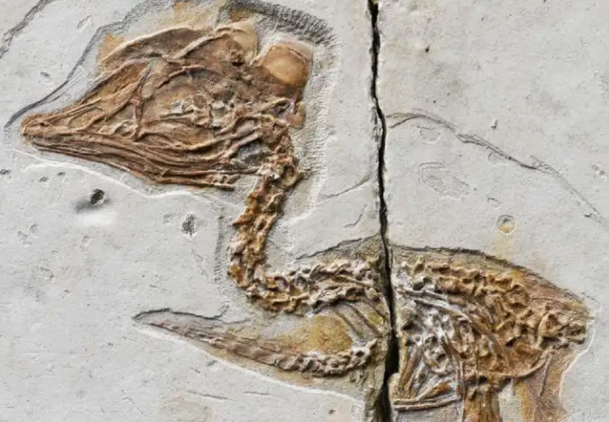 В Китае нашли окаменелость крошечной птицы с черепом тираннозавра.Вокруг Света. Украина