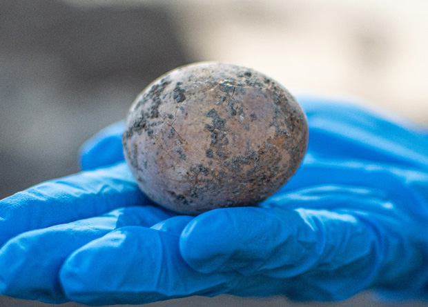 В Израиле нашли куриное яйцо возрастом тысячу лет.Вокруг Света. Украина