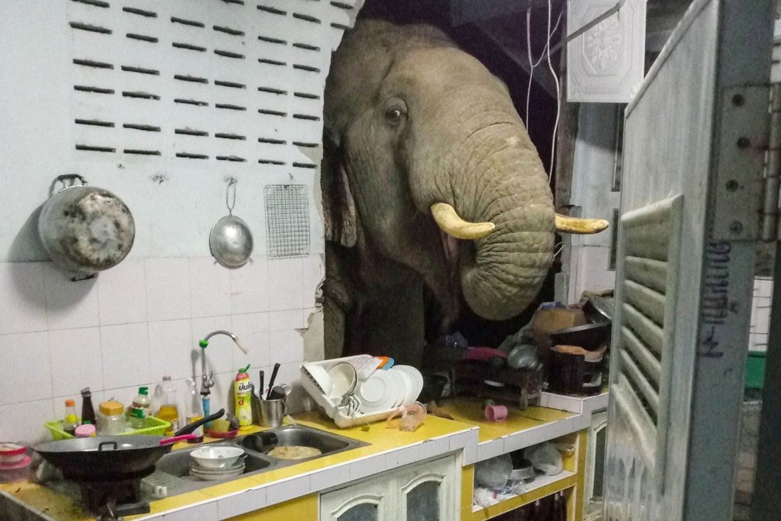 Чем у вас так вкусно пахнет? В Таиланде голодный слон проломил стену дома