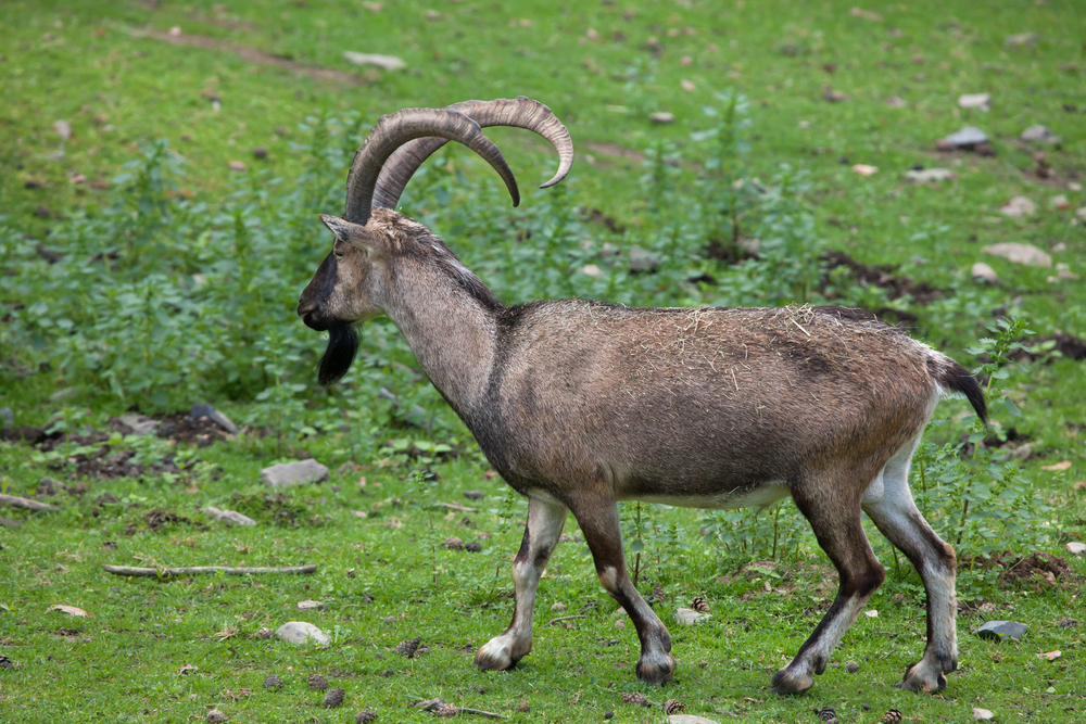 Генетики нашли место одомашнивания коз