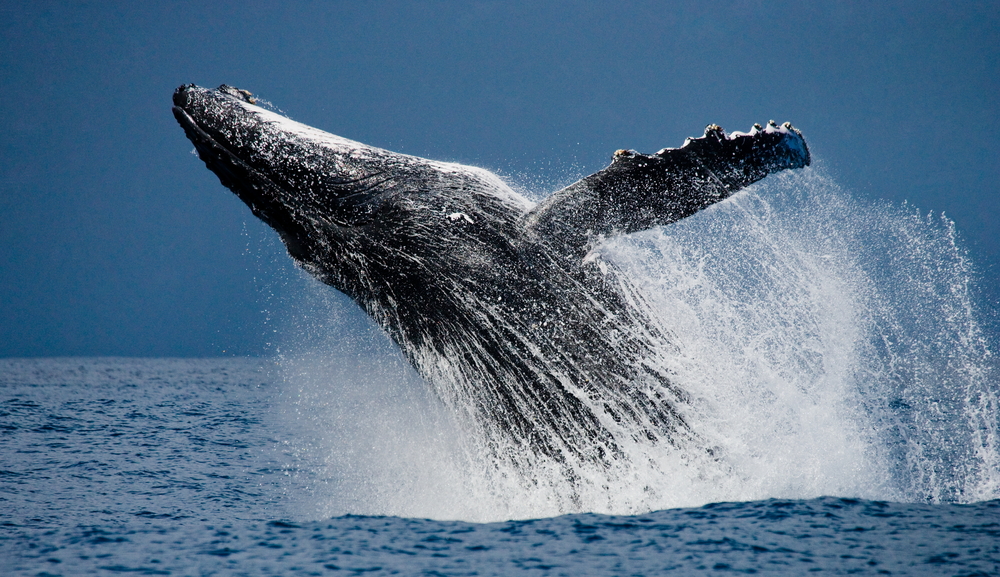 В США кит проглотил ныряльщика, но закончилось все хорошо