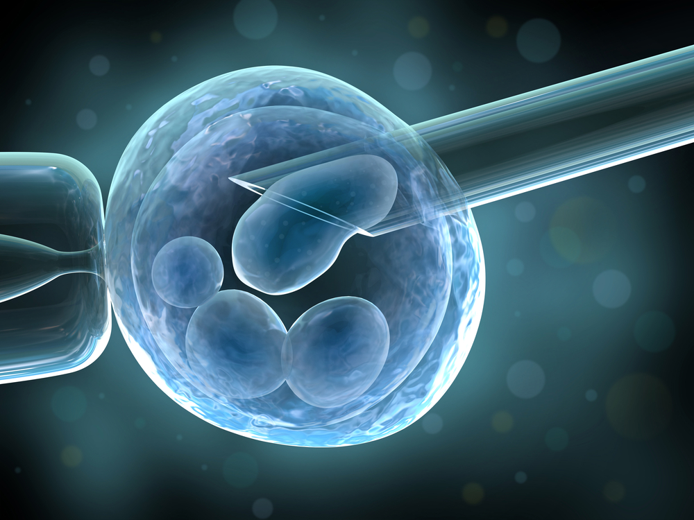 Эмбрионы способны омолаживать клетки