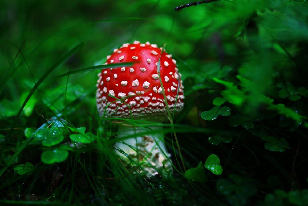 Топ-10 ядовитых грибов: виды, описание и фото.Вокруг Света. Украина