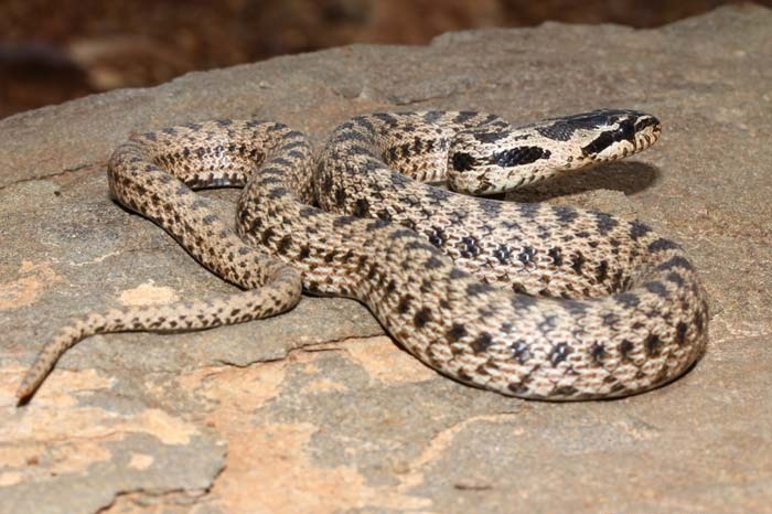 Змеи самарской области фото описание ядовитые