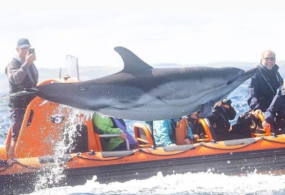 Английский фотограф снял парящего в воздухе дельфина