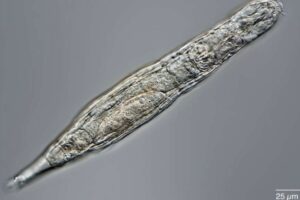 Коловратка ожила и начала размножаться после 24 тыс. лет анабиоза в вечной мерзлоте