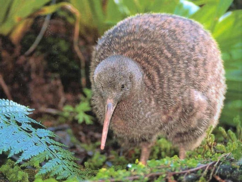 Животные Новой Зеландии Фото