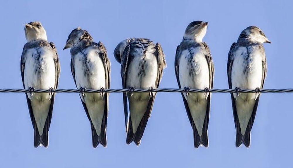 Почему птиц не бьет током, когда они сидят на проводах.Вокруг Света. Украина